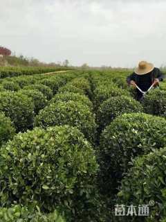 冠幅120厘米瓜子黄杨球