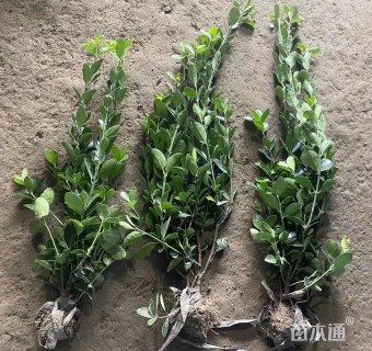 高度20厘米大叶黄杨