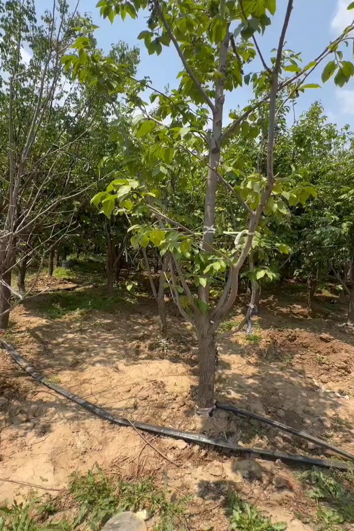 14公分柿树
