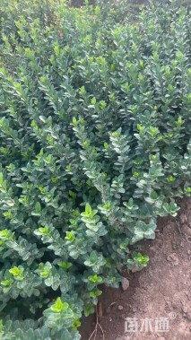 高度30厘米卫矛小苗