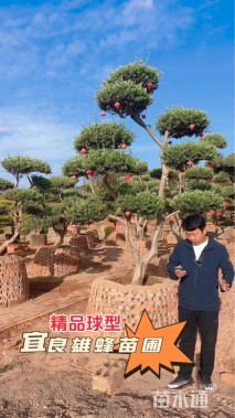 罗汉松