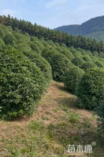 高度350厘米丛生桂花