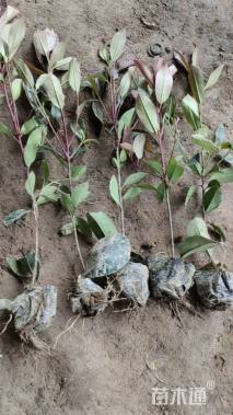 高度50厘米红叶石楠小苗