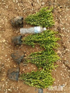 高度30厘米瓜子黄杨