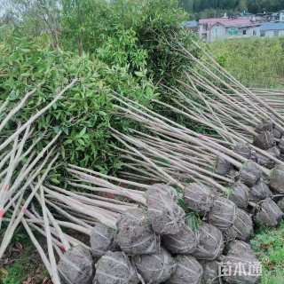 3公分金桂