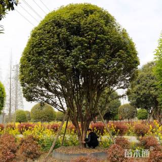 18公分金桂