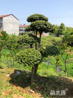 20公分造型对节白蜡