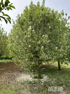 12公分八棱海棠