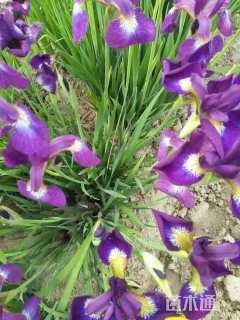 高度30厘米花菖蒲