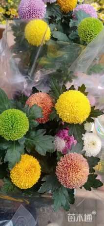 高度20厘米乒乓菊
