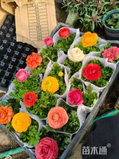 高度20厘米牡丹