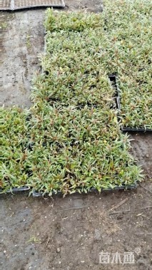 高度7厘米山桃草