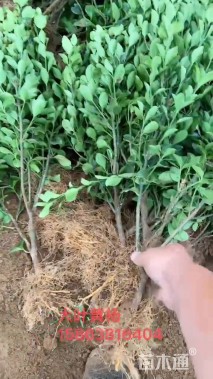 高度50厘米大叶黄杨