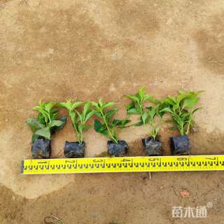 高度20厘米大花芦莉