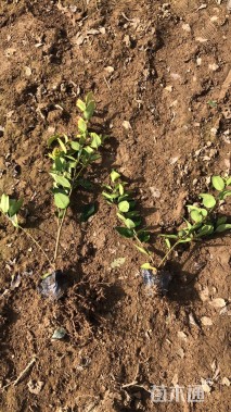 高度50厘米金森女贞