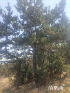 高度500厘米黑松