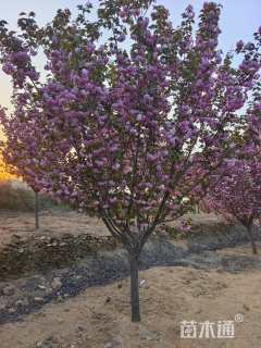 15公分日本晚樱