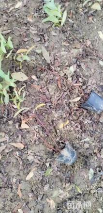 高度40厘米金丝桃