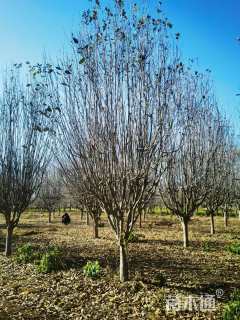 12公分西府海棠