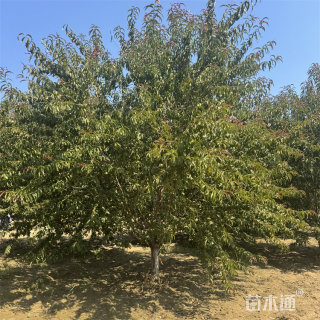 14公分红叶碧桃