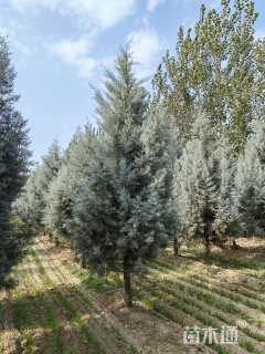 高度400厘米蓝冰柏