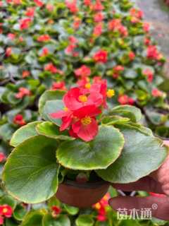 高度12厘米四季海棠
