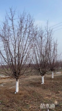 16公分垂丝海棠