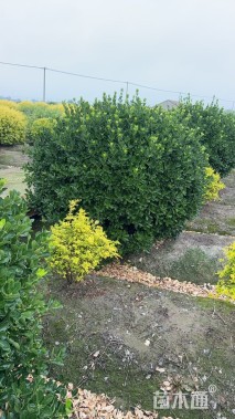 冠幅180厘米大叶黄杨球
