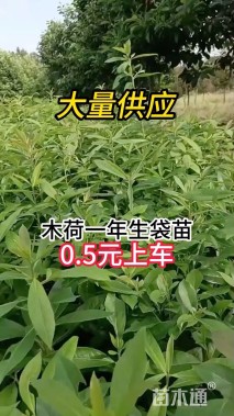1公分木荷