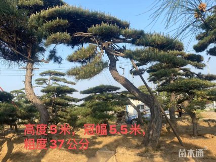 10公分造型黑松