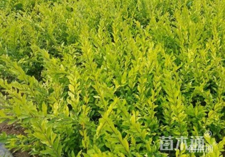 高度50厘米金叶水蜡