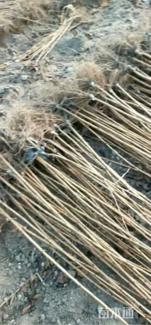 高度130厘米樱花小苗