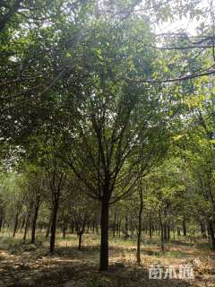 13公分绚丽海棠