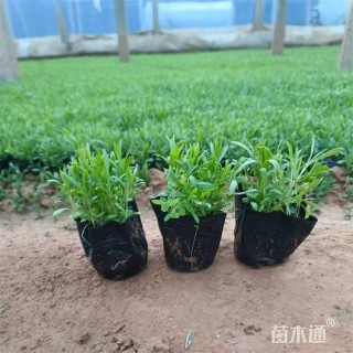 高度16厘米地被石竹