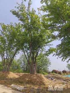 90公分(5杆)丛生朴树