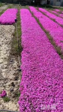 高度10厘米丛生福禄考