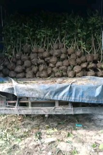 高度180厘米法国冬青
