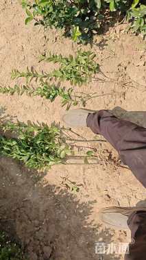 高度40厘米大叶黄杨