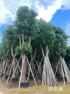 25公分香樟