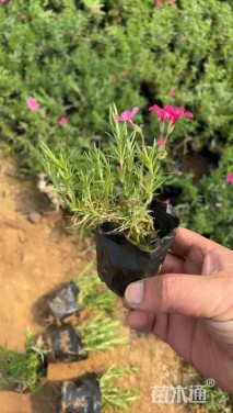 高度22厘米丛生福禄考