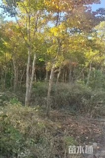 5公分乌桕