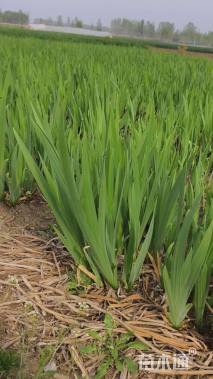 高度20厘米水生鸢尾