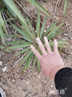 高度20厘米剑麻