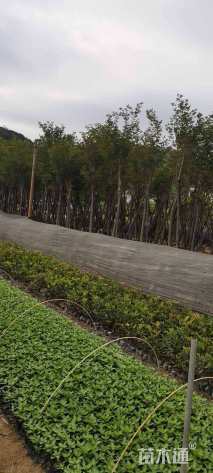 裸干高300厘米狐尾椰