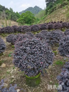 冠幅120厘米红花继木球