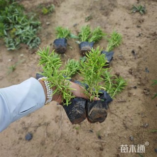 高度18厘米佛甲草