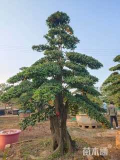 高度150厘米金弹子