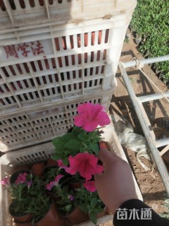 高度20厘米牵牛