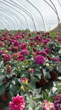 高度30厘米小丽花