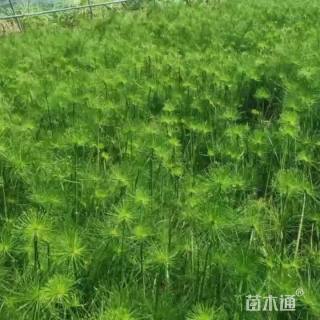 高度40厘米纸莎草
